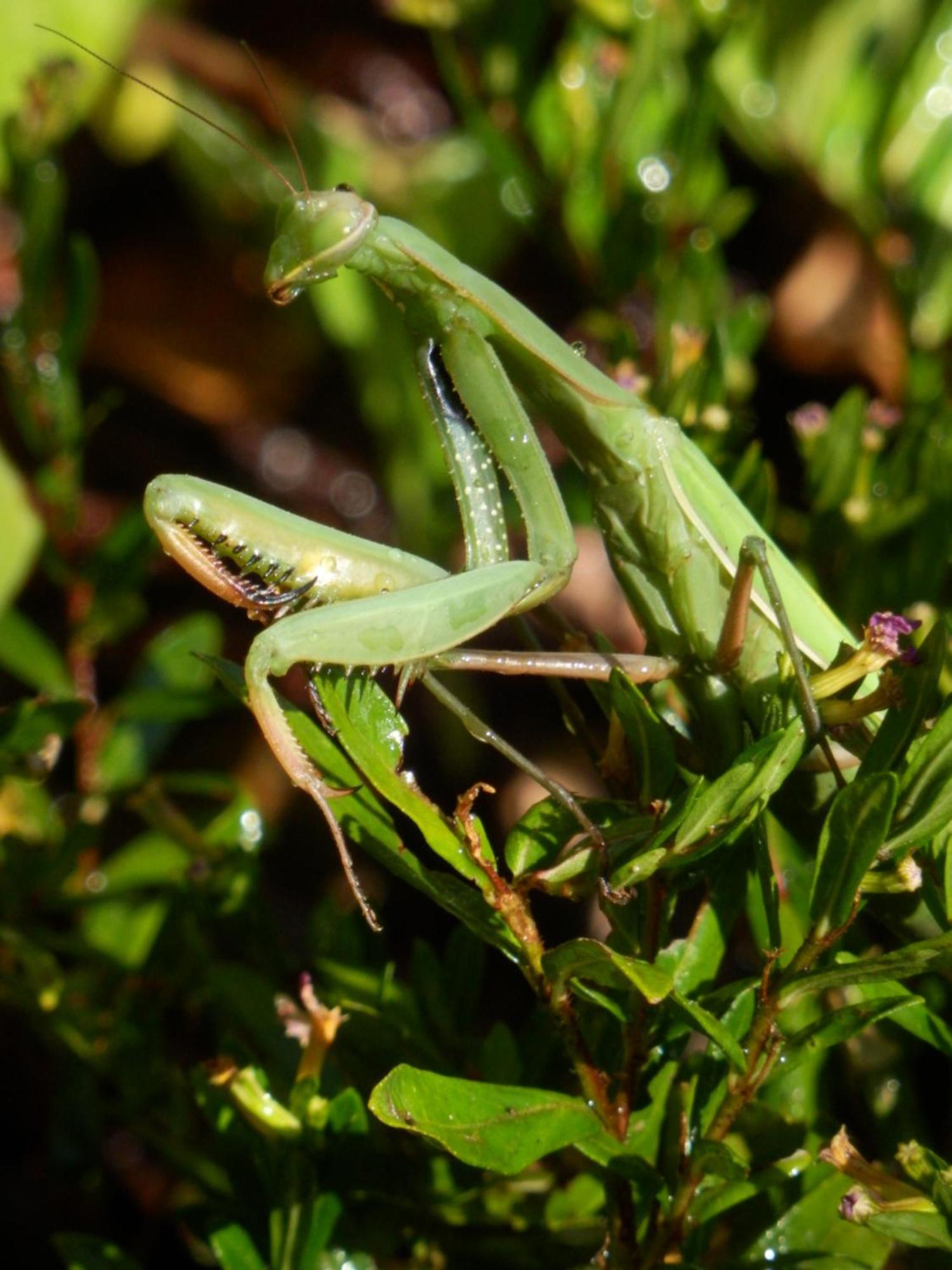 O Homem Verde Penela Dış mekan fotoğraf